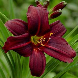 Liliowiec Black Emanuelle - GIGA paczka! - 50 szt.