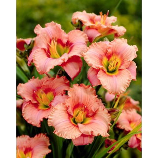 Liliowiec Elegant Candy - GIGA paczka! - 50 szt.