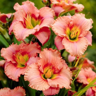 Liliowiec Elegant Candy - GIGA paczka! - 50 szt.