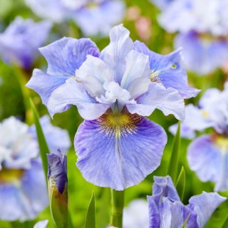 Irys syberyjski, Kosaciec - Mission Bay - GIGA paczka! - 50 szt.