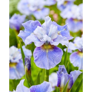 Irys syberyjski, Kosaciec - Mission Bay - GIGA paczka! - 50 szt.