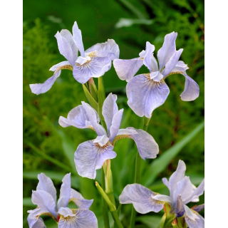 Irys syberyjski, Kosaciec - Soft Blue - GIGA paczka! - 50 szt.