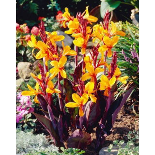 Kanna - Sémaphore - GIGA paczka! - 50 szt.