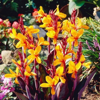 Kanna - Sémaphore - GIGA paczka! - 50 szt.