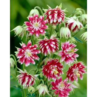 Orlik pełny - Nora Barlow - GIGA paczka! - 50 szt.