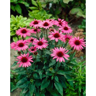 Jeżówka purpurowa - wielkokwiatowa - The King - GIGA paczka! - 50 szt.