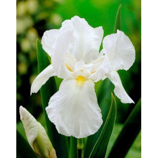 Kosaciec, Irys - White Knight - GIGA paczka! - 50 szt.