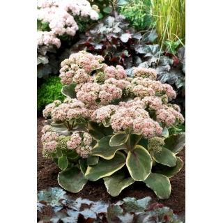 Rozchodnik Diamond Edge - Sedum - sadzonka - GIGA paczka! - 50 szt.