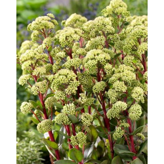 Rozchodnik Summer Surprise - Sedum - sadzonka - GIGA paczka! - 50 szt.