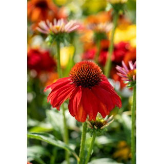 Jeżówka intensywnie czerwona - Sombrero Salsa Red - GIGA paczka! - 50 szt.