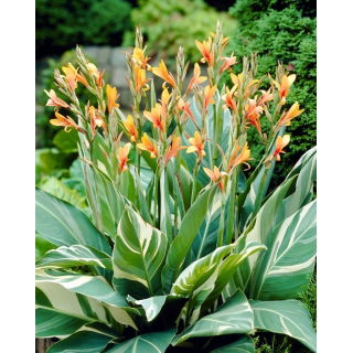 Kanna - Stuttgart - GIGA paczka! - 50 szt.