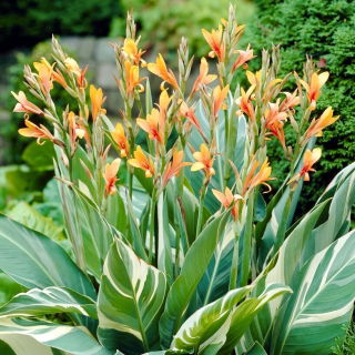 Kanna - Stuttgart - GIGA paczka! - 50 szt.