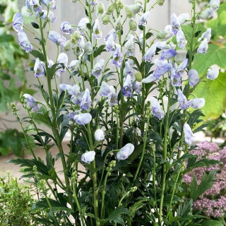 Tojad jasnoniebieski - Aconitum Cloudy - sadzonka - GIGA paczka! - 50 szt.