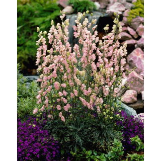 Tojad różowy - Aconitum Rubellum - sadzonka - GIGA paczka! - 50 szt.