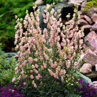 Tojad różowy - Aconitum Rubellum - sadzonka - GIGA paczka! - 50 szt.