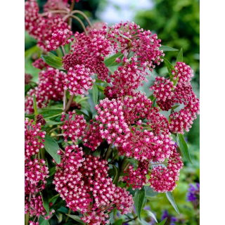 Trójsklepka - Hirta - GIGA paczka! - 50 szt.