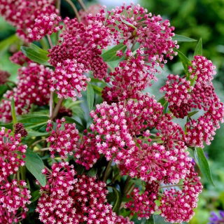 Trojeść krwista - Soulmate - sadzonka - GIGA paczka! - 50 szt.