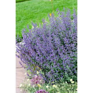 Kocimiętka Six Hills Giant - GIGA paczka! - 50 szt.