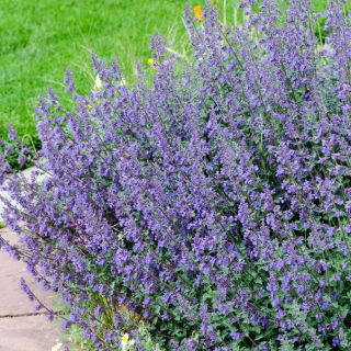 Kocimiętka Six Hills Giant - GIGA paczka! - 50 szt.