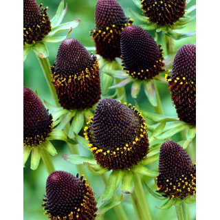 Rudbekia - Green Wizard - GIGA paczka! - 50 szt.