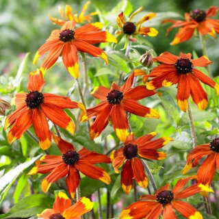Rudbekia - Prairie Glow - GIGA paczka! - 50 szt.