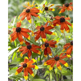 Rudbekia - Prairie Glow - GIGA paczka! - 50 szt.