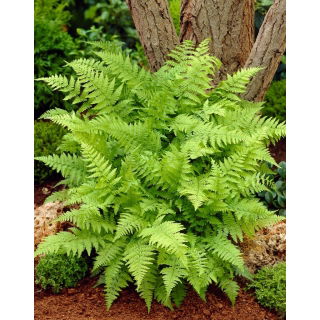 Paproć ogrodowa - Athyrium filix-femina - Wietlica samicza - GIGA paczka! - 50 szt.