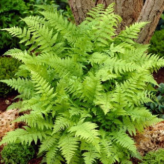 Paproć ogrodowa - Athyrium filix-femina - Wietlica samicza - GIGA paczka! - 50 szt.