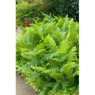 Paproć ogrodowa - Matteuccia struthiopteris - Pióropusznik strusi - GIGA paczka! - 50 szt.