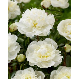 Piwonia, Paeonia - Duchesse de Nemours - sadzonka - GIGA paczka! - 50 szt.