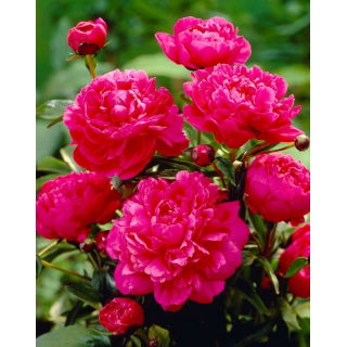 Piwonia, Paeonia - Kansas - sadzonka - GIGA paczka! - 50 szt.