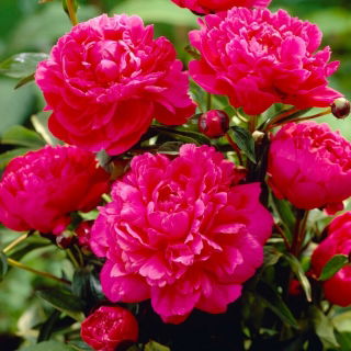 Piwonia, Paeonia - Kansas - sadzonka - GIGA paczka! - 50 szt.