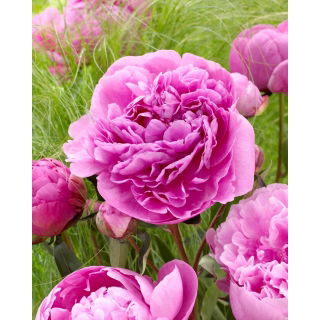 Piwonia, Paeonia - Alexander Fleming - sadzonka - GIGA paczka! - 50 szt.