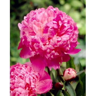 Piwonia, Paeonia - Louis van Houtte - sadzonka - GIGA paczka! - 50 szt.