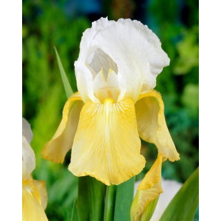 Kosaciec, Irys - Pinnacle - duża paczka! - 10 szt.