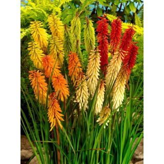 Kniphofia mix - duża paczka! - 10 szt.