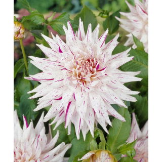 Dalia - Mick's Peppermint