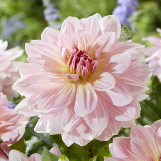 Dalia - Fairway Pilot