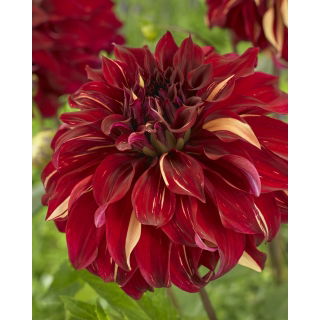 Dalia - Bohemian Spartacus - duża paczka! - 10 szt.