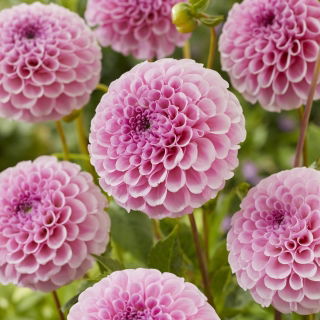 Dalia - Stolze Von Berlin