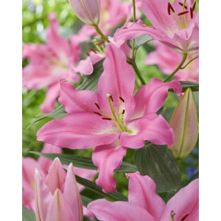 Lilia Praiano - orientalna, pachnąca - duża paczka! - 10 szt.