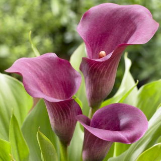 Calla Allure - purpurowa - duża paczka! - 10 szt.