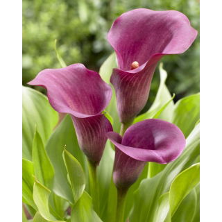 Calla Allure - purpurowa - duża paczka! - 10 szt.