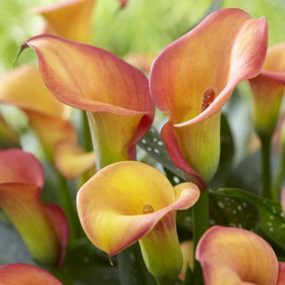 Calla Morning Sun - pięknie przebarwiająca się z kwitnieniem - GIGA paczka! - 50 szt.