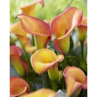 Calla Morning Sun - pięknie przebarwiająca się z kwitnieniem