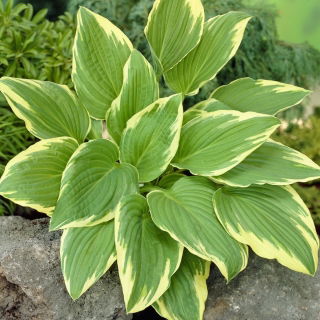 Funkia - Hosta Moerheim - duża paczka! - 10 szt.