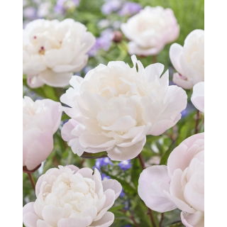 Piwonia, Paeonia - Gardenia - sadzonka - GIGA paczka! - 50 szt.