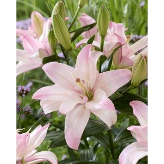 Lilia Bentley - pełna, delikatnie różowa - GIGA paczka! - 50 szt.