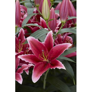 Lilia Chartwell - orientalna, pachnąca