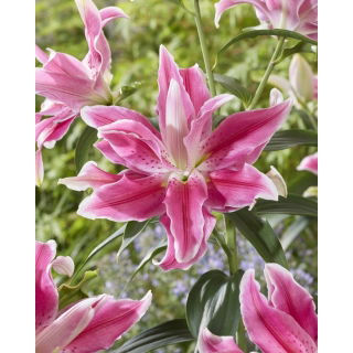 Lilia Lila Cloud - pełna, orientalna i pachnąca